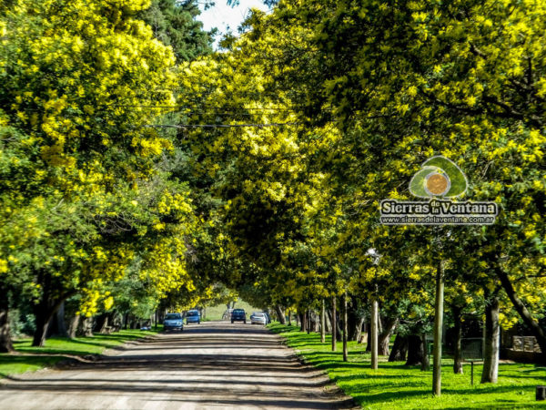 Aromos de Villa Arcadia en Sierra de la Ventana