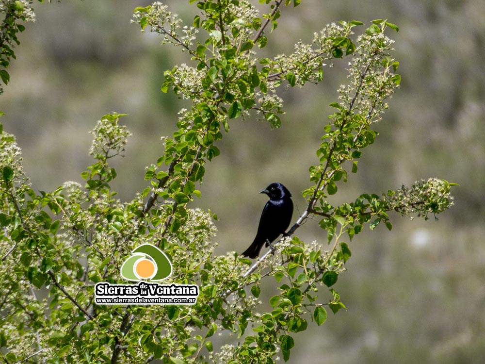 Golondrina en la Fuente del Bautismo en Villa Ventana