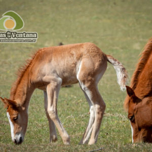 Estancia Mahuida Co en Sierra de la Ventana