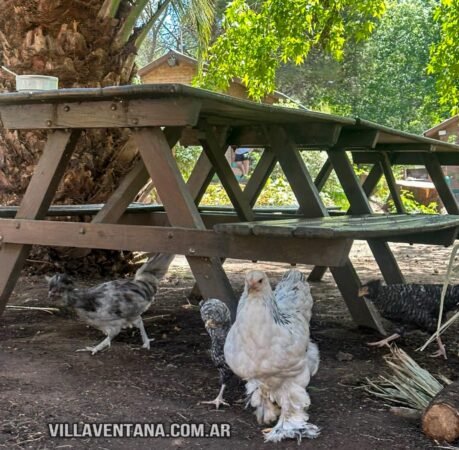 Cabañas Paraiso Violeta en Villa Ventana