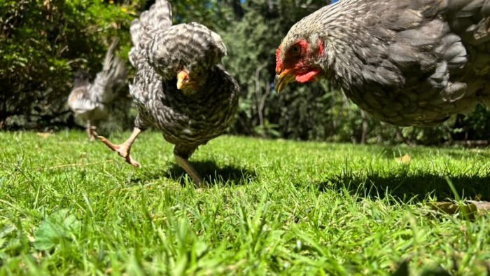 Cabañas Paraiso Violeta en Villa Ventana
