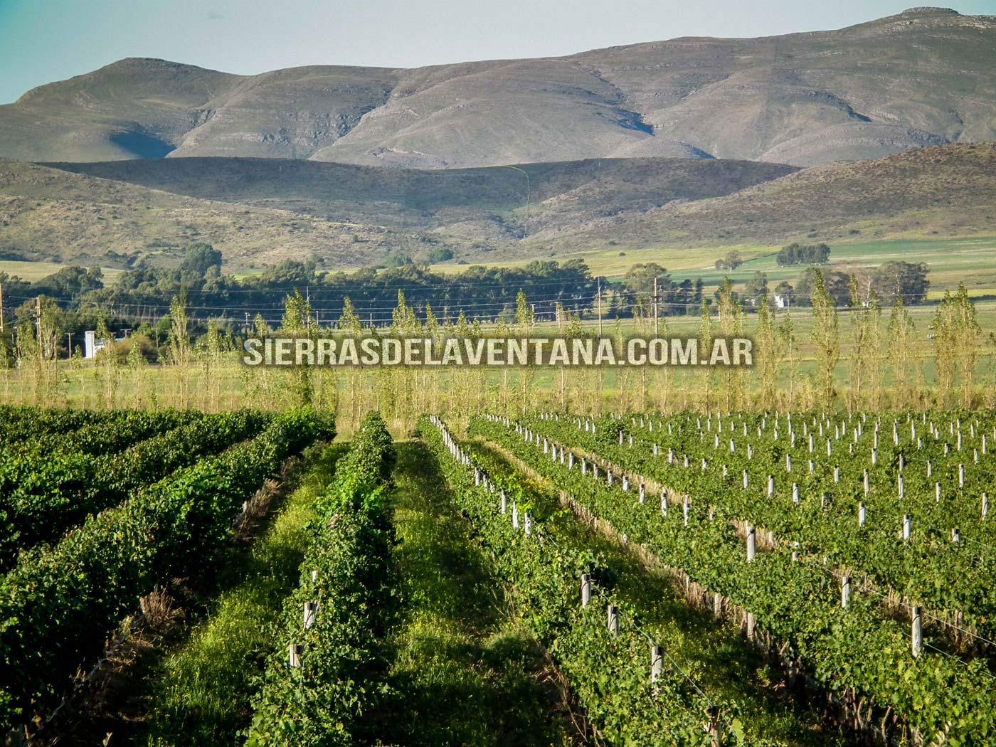 Viñedos y Bodega Saldungaray en la Provincia de Buenos Aires