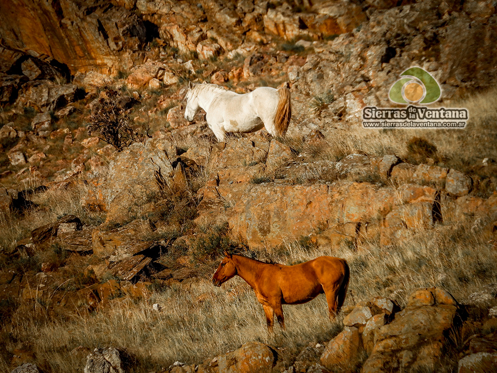 Caballos Salvajes o Cimarrones del Parque Tornquist