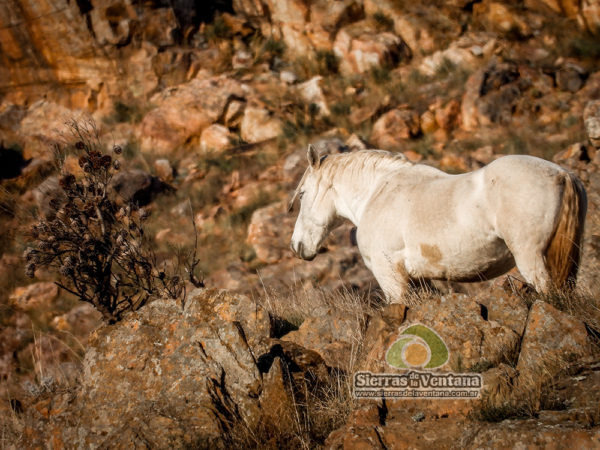 Caballos Salvajes o Cimarrones del Parque Tornquist