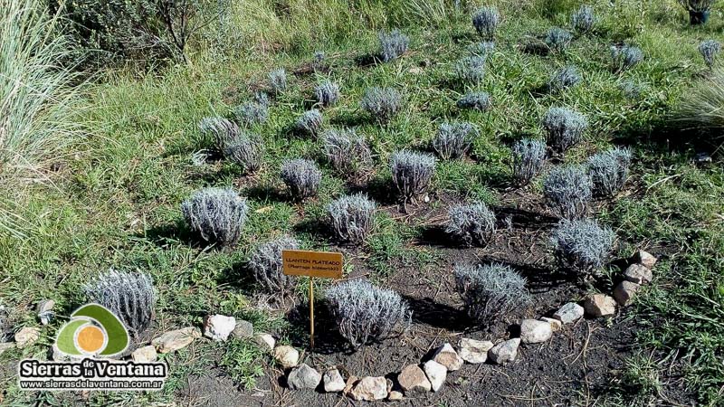 Jardín Botánico Pillahuincó