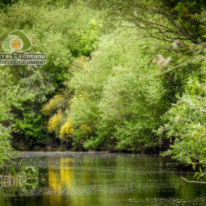 Arboles en el Río Sauce Grande