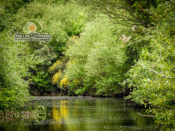 Arboles en el Río Sauce Grande