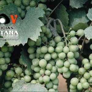 Fiesta Provincial de la Vendimia