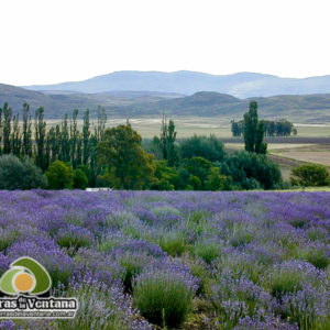 Lavandas de las Sierras en Sierra de la Ventana