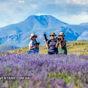 Lavandas de las Sierras