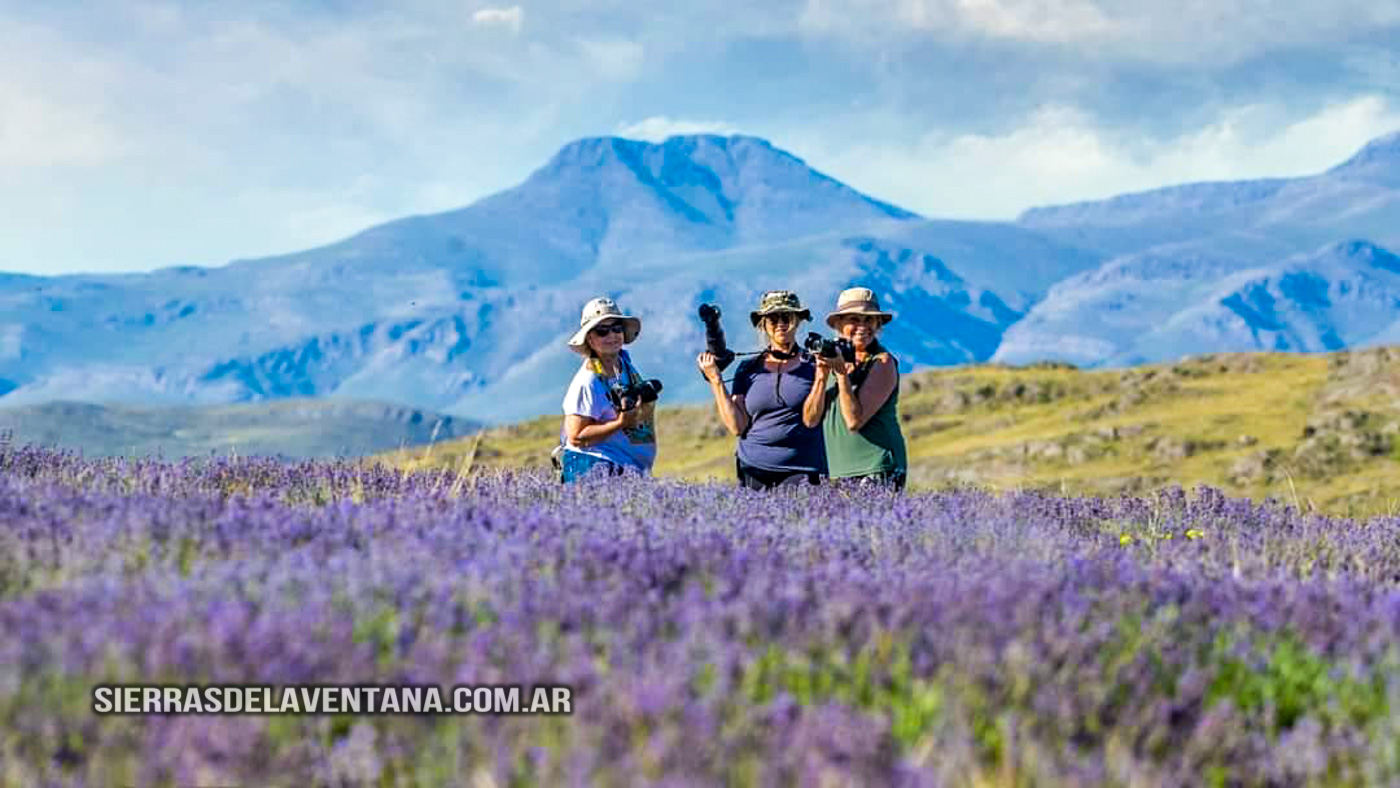 Lavandas de las Sierras - Aromáticas en Sierra de la Ventana
