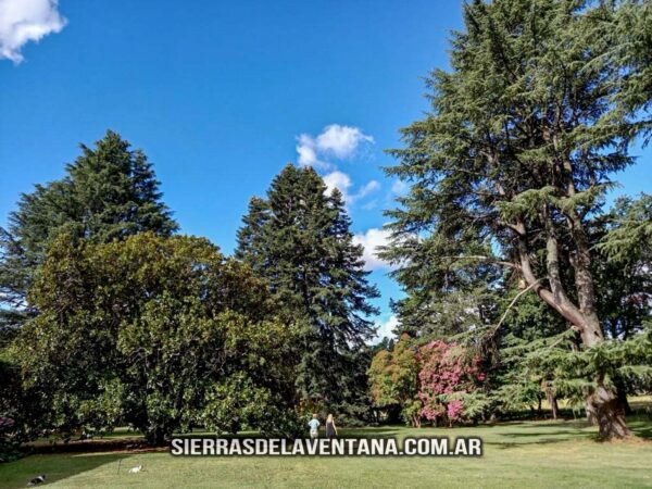 Lavandas de las Sierras - Aromáticas en Sierra de la Ventana