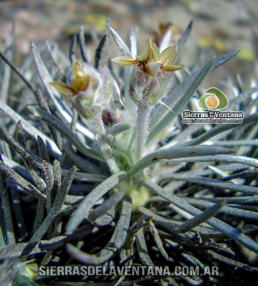 Llantén Plantago Bismarcki de Sierra de la Ventana