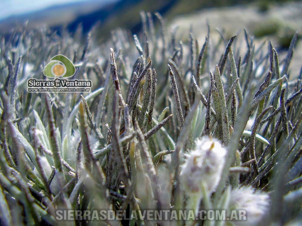 Llantén Plantago Bismarcki de Sierra de la Ventana