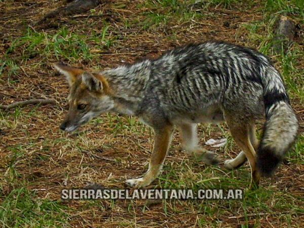 Flora y Fauna de Sierra de la Ventana - Zorro