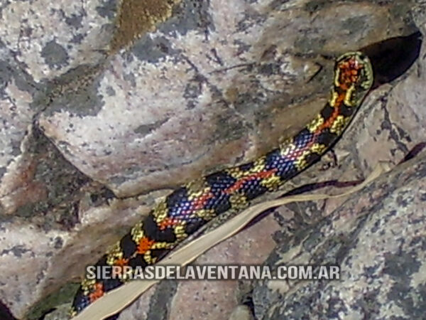 Flora y Fauna de Sierra de la Ventana - Falsa Coral o culebra