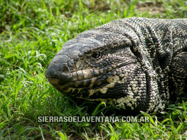 Flora y Fauna de Sierra de la Ventana - Lagarto Overo