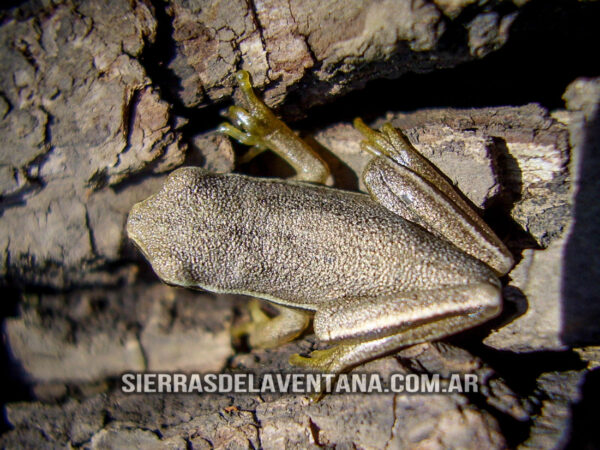 Flora y Fauna de Sierra de la Ventana - Ranita