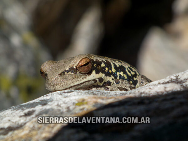 Flora y Fauna de Sierra de la Ventana - Ranita