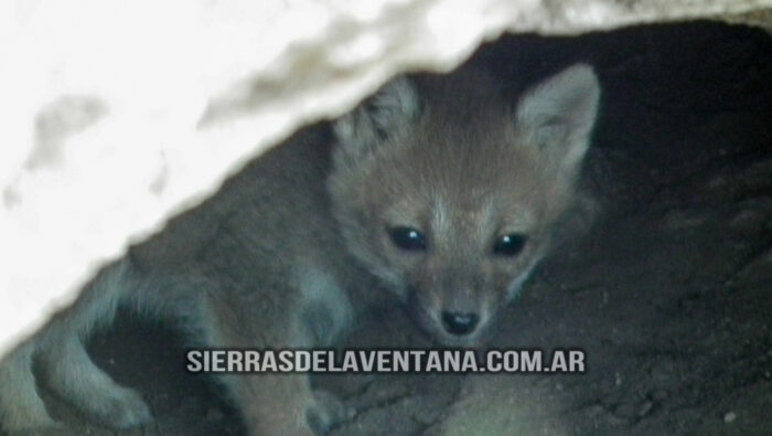 Flora y Fauna de Sierra de la Ventana - Zorro