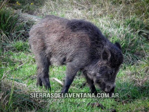 Flora y Fauna de Sierra de la Ventana - Jabalí