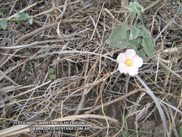 Abutilon Terminale de Sierra de la Ventana