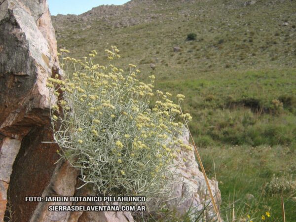 Achyrocline Satureioides de Sierra de la Ventana