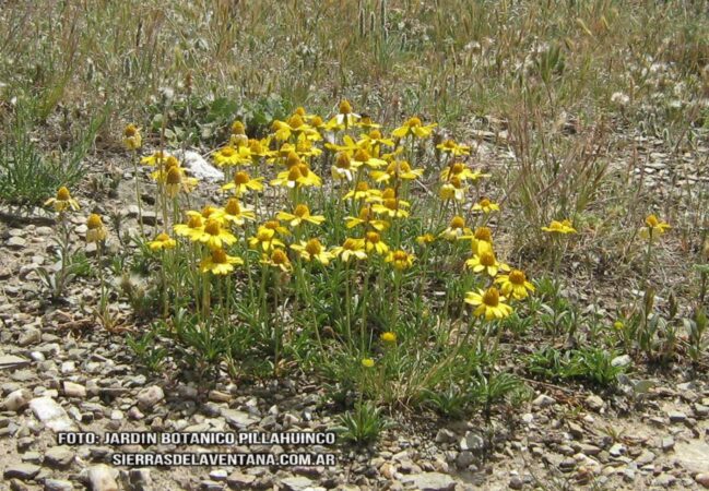 Acmella Decumbens de Sierra de la Ventana