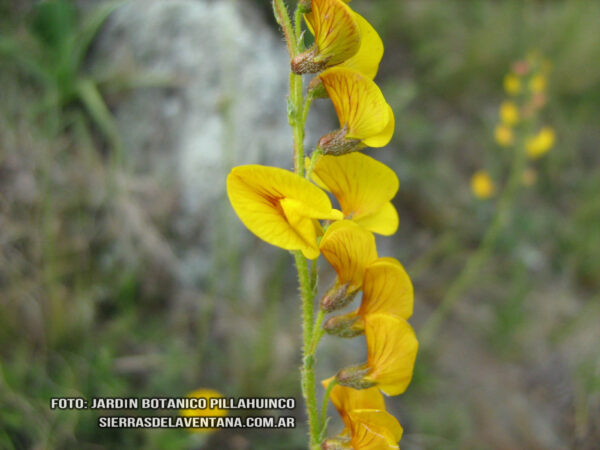 Adesmia pampeana de Sierra de la Ventana