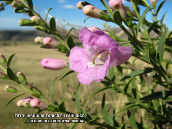 Agalinis genistifolia de Sierra de la Ventana