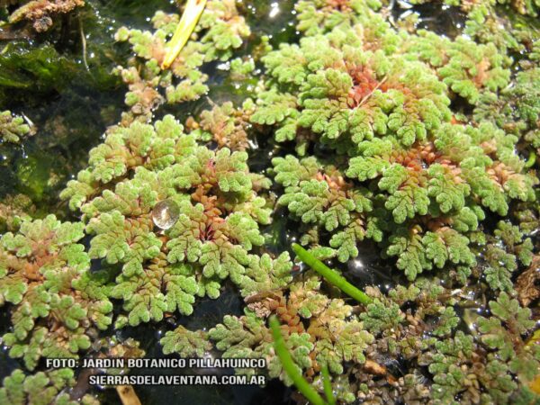 Azolla filiculoides de Sierra de la Ventana