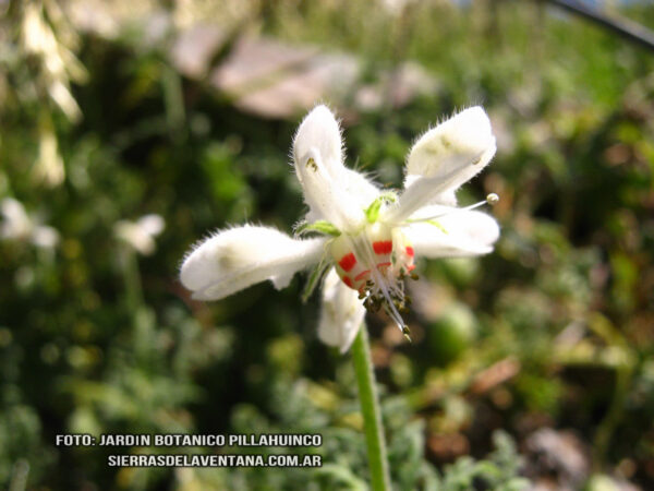 Blumenbachia insignis de Sierra de la Ventana