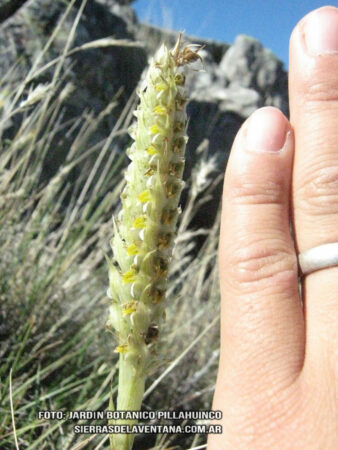 Brachystele dilatata de Sierra de la Ventana