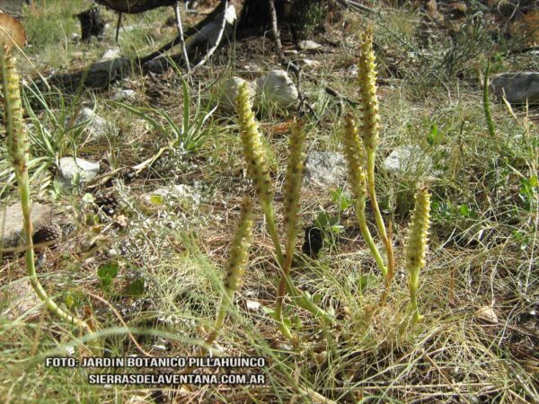 Brachystele dilatata de Sierra de la Ventana