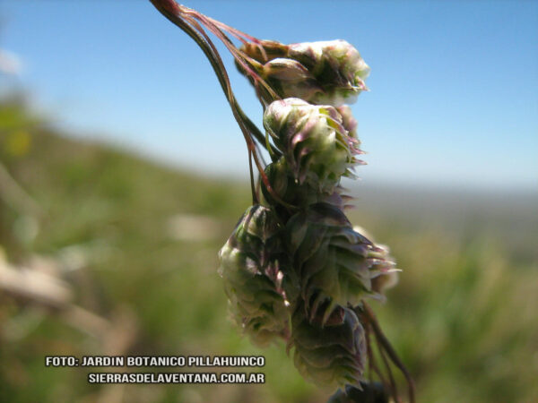 Briza sp de Sierra de la Ventana