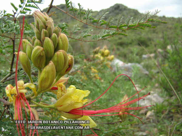 Caesalpinia gilliesii de Sierra de la Ventana