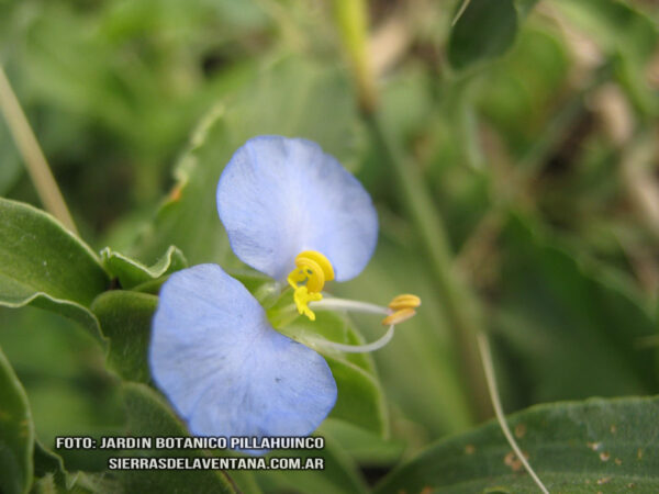 Commelina erecta de Sierra de la Ventana