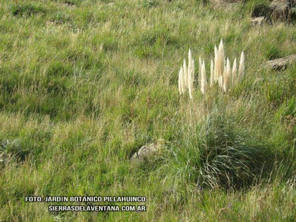 Cortaderia selloana de Sierra de la Ventana