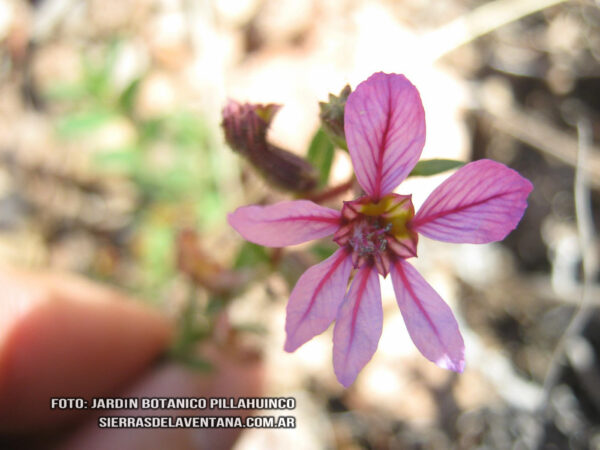 Cuphea glutinosa de Sierra de la Ventana