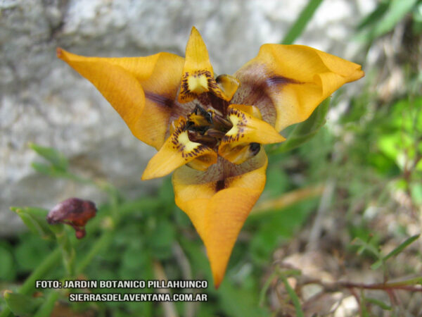 Cypella herbetii de Sierra de la Ventana