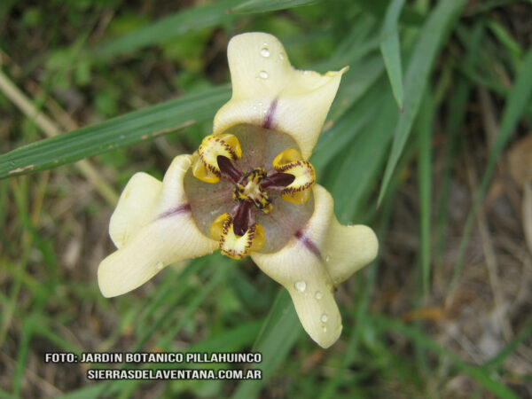 Cypella herbetii ssp wolffhuegeli