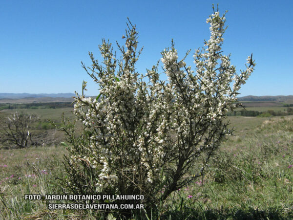 Discaria americana de Sierra de la Ventana