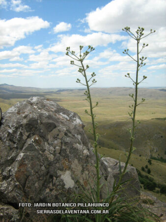 Eryngium sp de Sierra de la Ventana