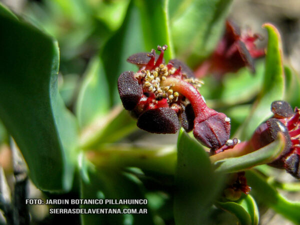 Euphorbia caespitosa de Sierra de la Ventana