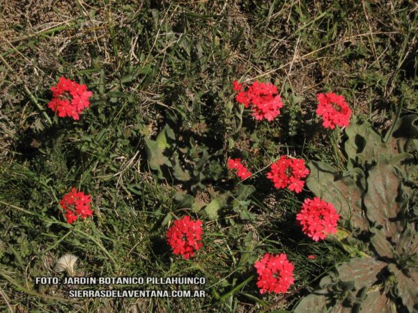 Glandularia peruviana de Sierra de la Ventana