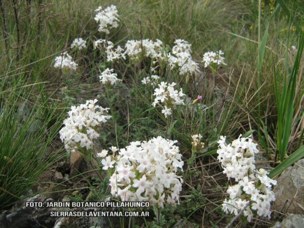 Glandularia platensis de Sierra de la Ventana