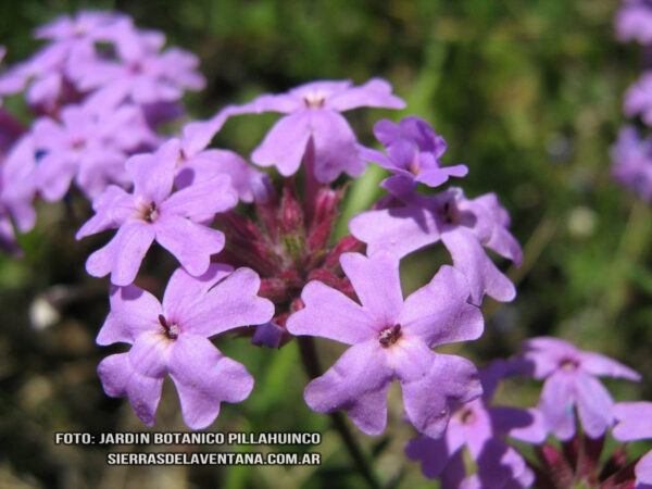 Glandularia pulchella de Sierra de la Ventana