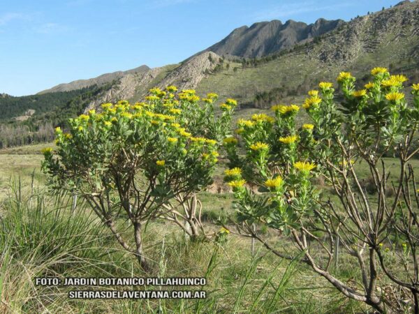 Grindelia argentina de Sierra de la Ventana