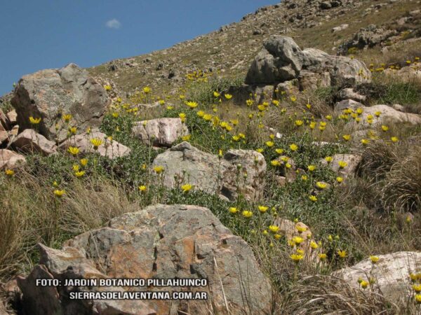 Grindelia ventanensis de Sierra de la Ventana