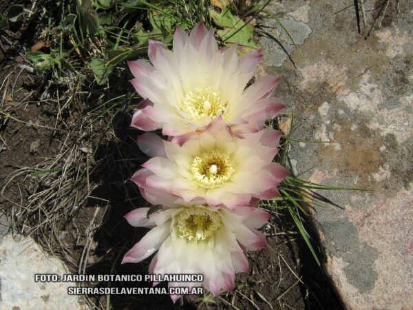 Gymnocalycium platense